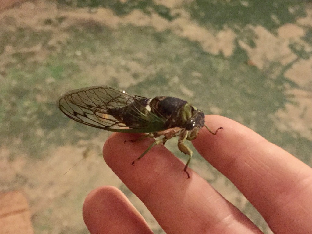 Cicada by margonaut