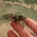 Cicada by margonaut