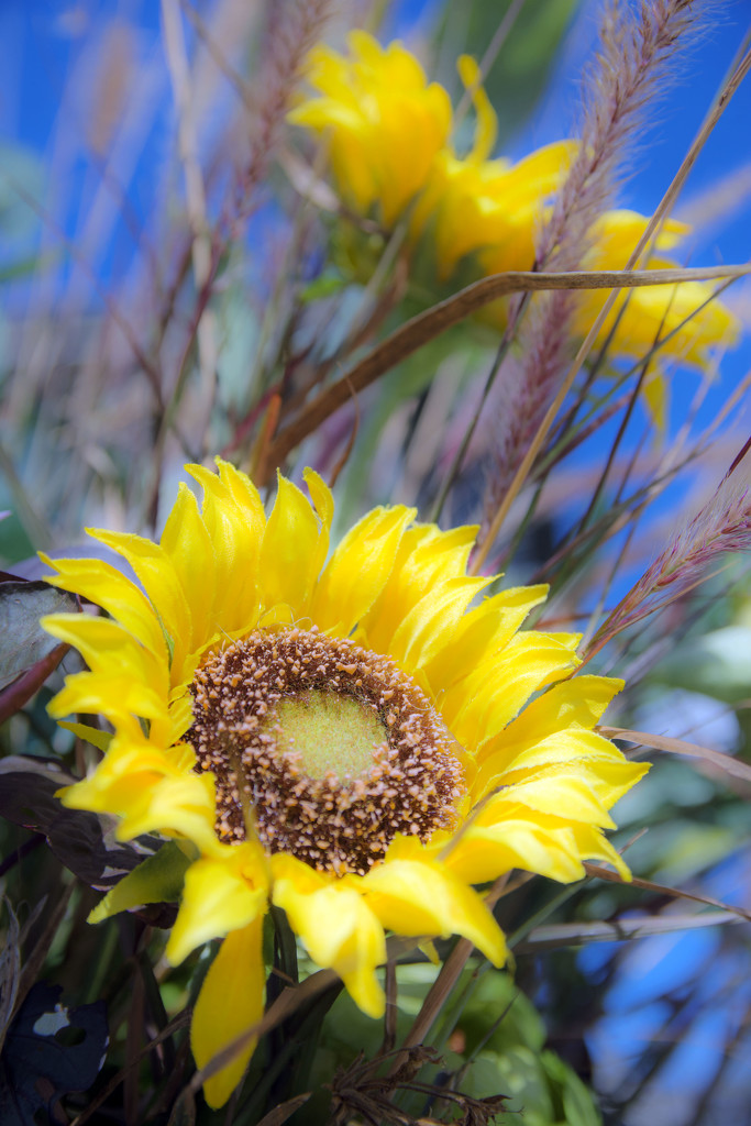 Get Pushed Sunflower by farmreporter