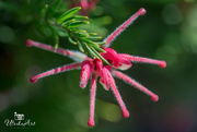 16th Sep 2018 - Red Grevillea