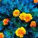 Marigolds In The Garden by yogiw