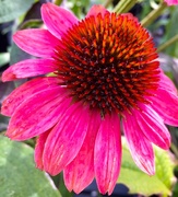 16th Aug 2018 - Pink Coneflower 