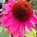 Pink Coneflower  by clay88