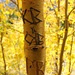 Writing on the Bark by harbie