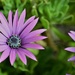 Purple Daisy by kgolab