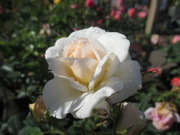 7th Sep 2018 - Cream rose peeping out of the shadows