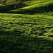 green, green grass of home by wenbow