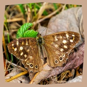 16th Sep 2018 - Speckled Wood Butterfly