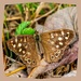 Speckled Wood Butterfly by carolmw