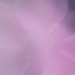 Pink Blur by 30pics4jackiesdiamond