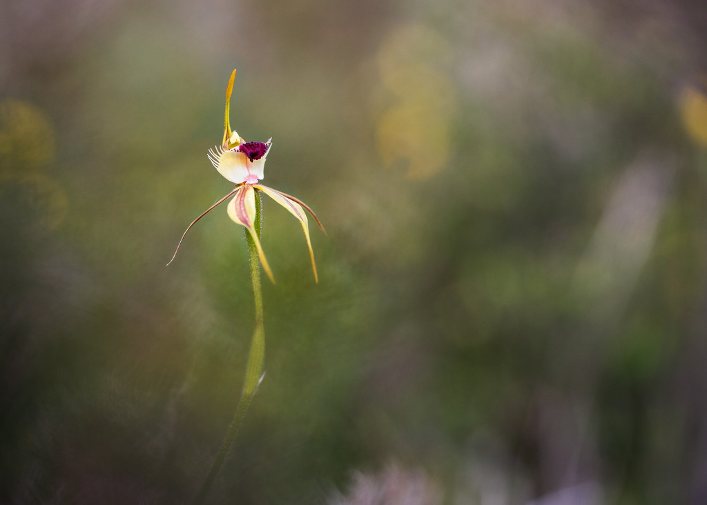 Swamp Spider Orchid...I think by jodies