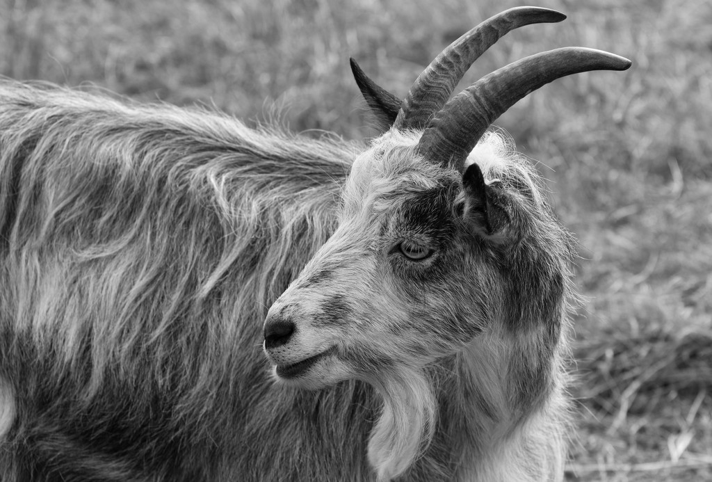 Cheviot Landrace Goat by rumpelstiltskin