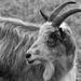 Cheviot Landrace Goat by rumpelstiltskin