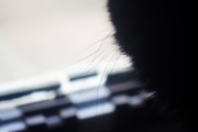 16th Sep 2018 - Whiskers