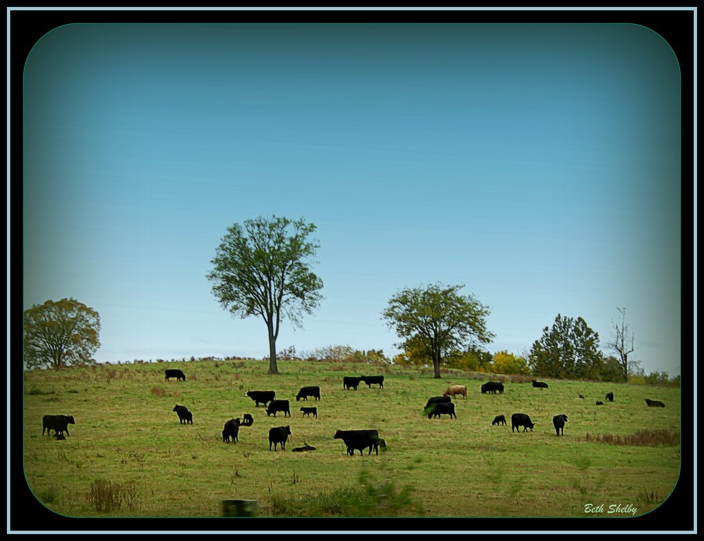 Cattle Country by vernabeth