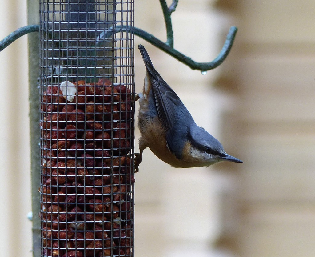  Obliging Nuthatch  by susiemc