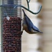  Obliging Nuthatch  by susiemc