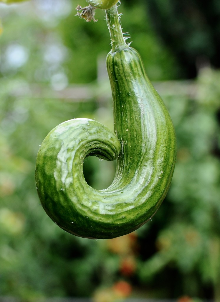Curly cucumber! by rosie00