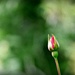 Rose bud - What more can I say? by judithdeacon