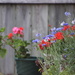 Bachelor Buttons and Geraniums by bjchipman