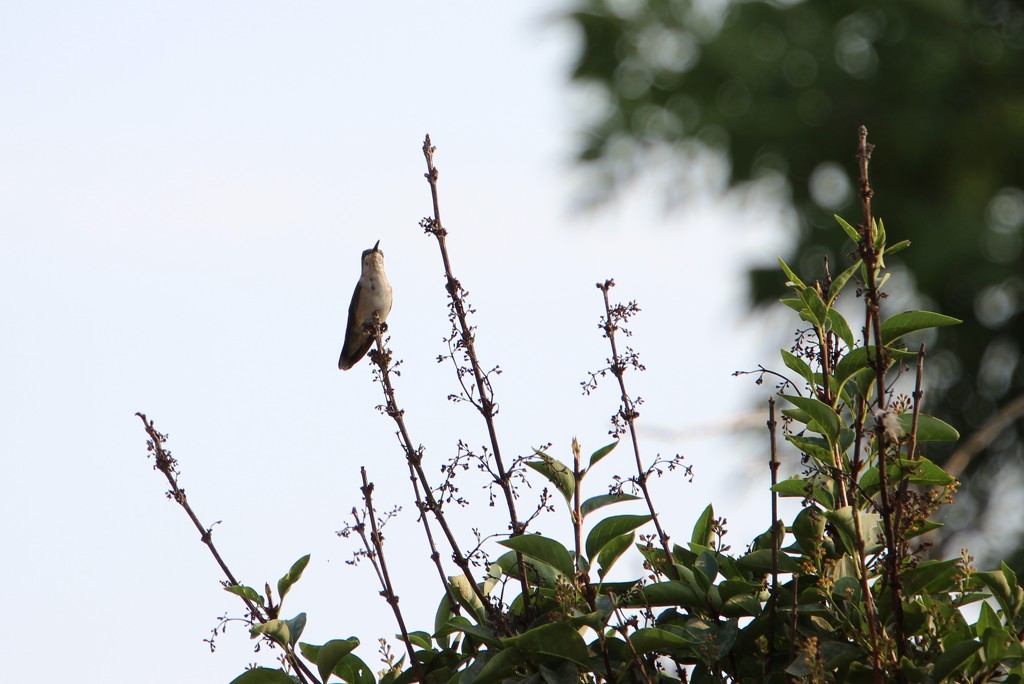 Hummingbird Visit to the Patio by bjchipman