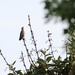 Hummingbird Visit to the Patio by bjchipman