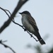 Eastern Kingbird by bjchipman