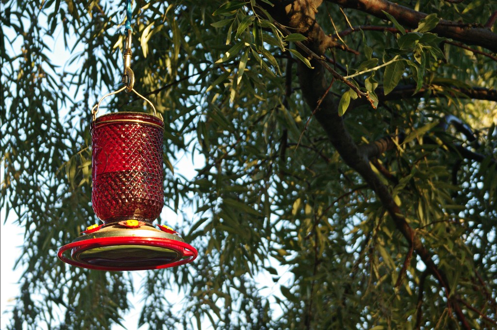 Humming bird feeder by clemm17