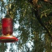Humming bird feeder by clemm17