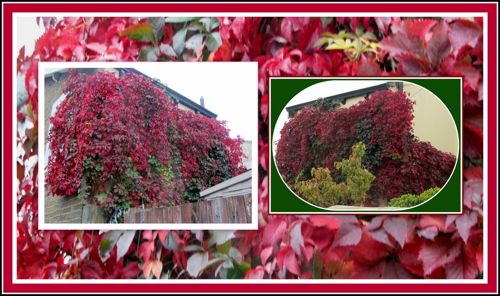 Virginia Creeper changing colours. by grace55