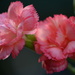 Two carnations...... by ziggy77