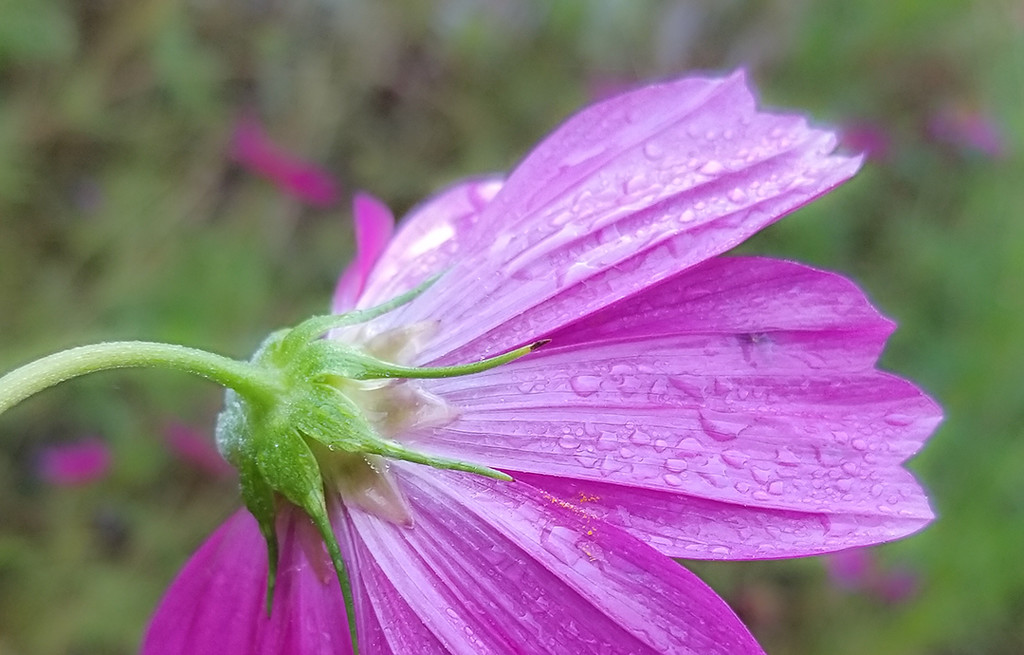 Morning dew on pink by houser934