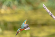 17th Sep 2018 - Kingfisher, female leaving