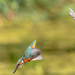 Kingfisher, female leaving by padlock