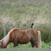 A Magpie On A Shetland Pony by snoopybooboo