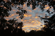 17th Sep 2018 - Sunset through the trees