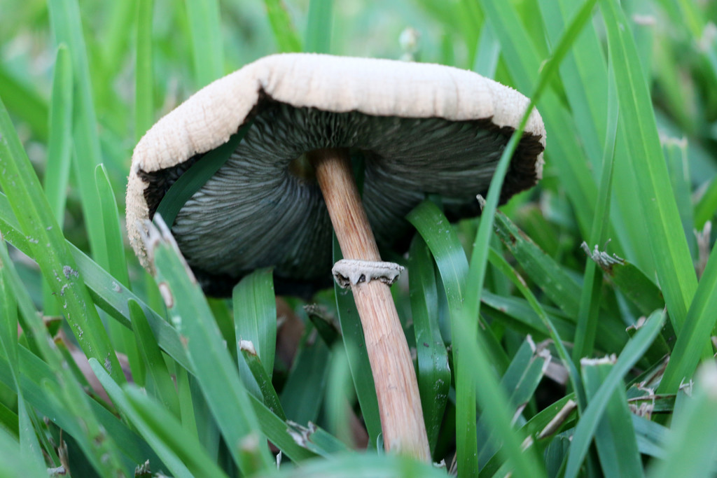 Mushroom by ingrid01