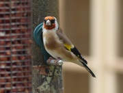 17th Sep 2018 -  Gorgeous Goldfinch 