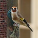 Gorgeous Goldfinch  by susiemc