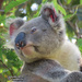 my movie star pose by koalagardens