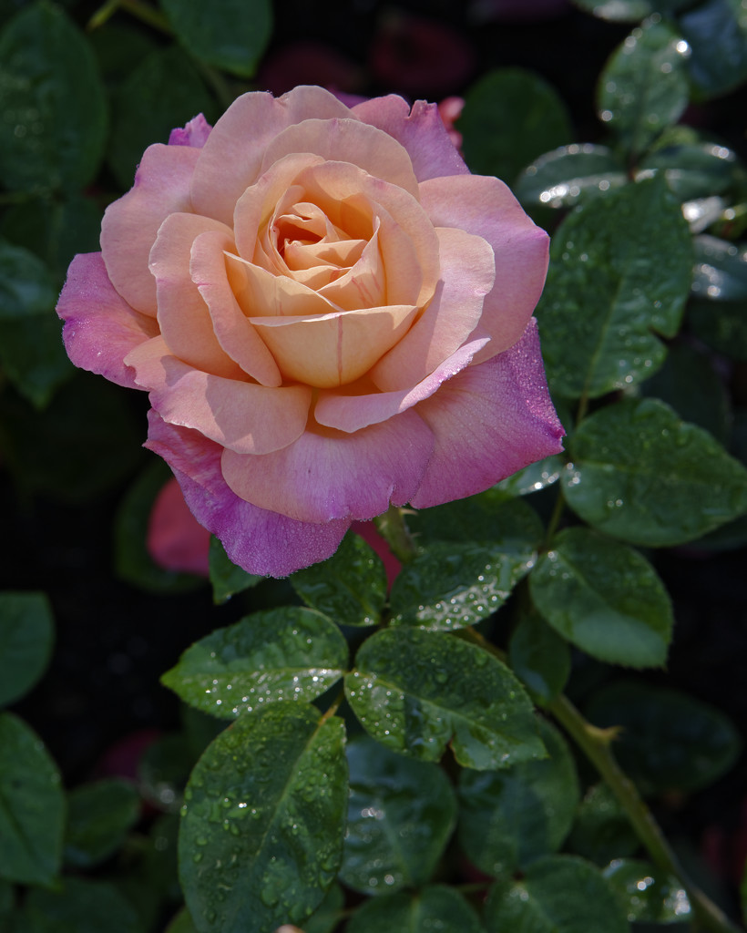 rose magenta portrait by rminer