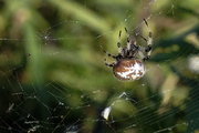 16th Sep 2018 - orb spider