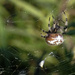 orb spider by rminer