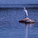 great white egret landscape "great egret" by rminer