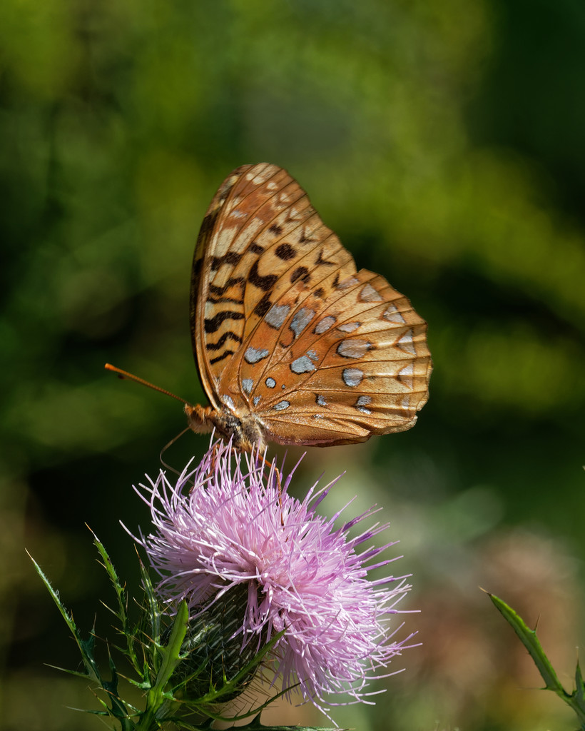 Great Spangled Fritillary on thistle by rminer
