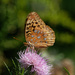 Great Spangled Fritillary on thistle by rminer