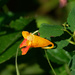 jewelweed by rminer