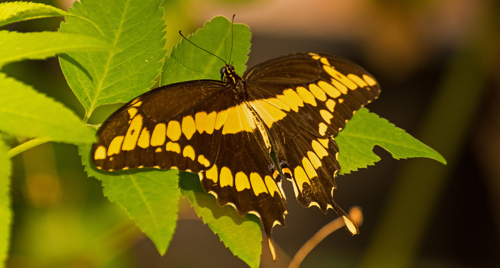 Giant Swallowtail Butterfly! by rickster549