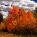 Beautiful Fall Color by milaniet