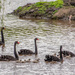 Swan's and cygnets by yorkshirekiwi